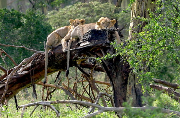 Best Family Digital Camera- Mirrorless