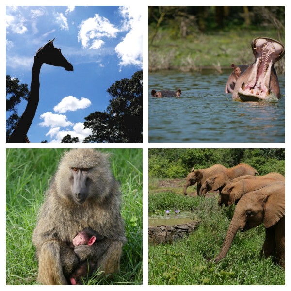 Best Family Digital Camera- Mirrorless