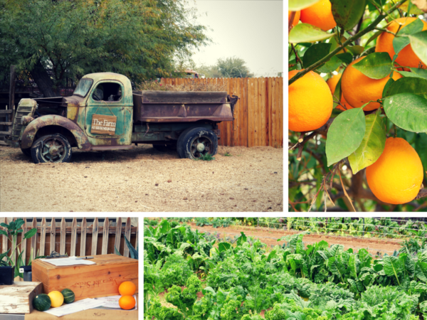 Phoenix With Kids - Ultimate Guide on Where to Stay, Play and Eat