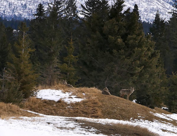 Traveling to Banff with kids - Make sure to check out a family friendly vacation to Kananaskis with kids.