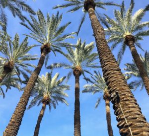 hotos included in this posts were taken with the Panasonic Lumix G85. To learn more click here.